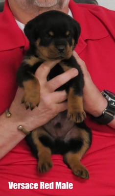 Cerberus X Versace Red Male