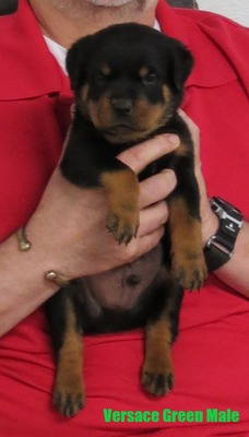 Cerberus X Versace Green Male