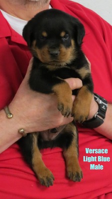Cerberus X Versace Light Blue Male