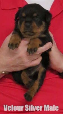 Xanthos X Velour Silver Male