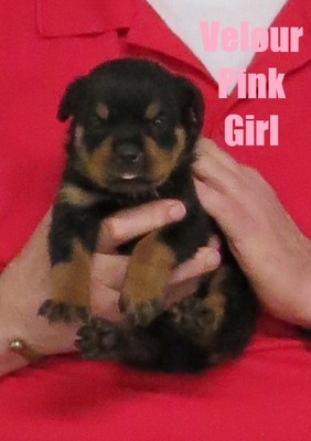 Xanthos X Velour Pink Female