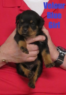 Xanthos X Velour Blue Female