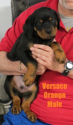 Cerberus X Versace Orange Male