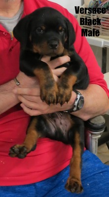 Cerberus X Versace Black Male