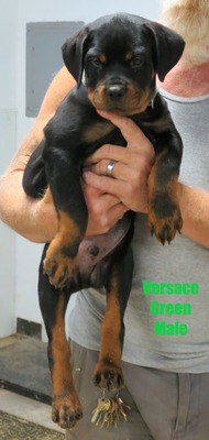 Cerberus X Versace Green Male