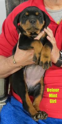 Xanthos X Velour Mint Female