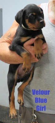 Xanthos X Velour Blue Female