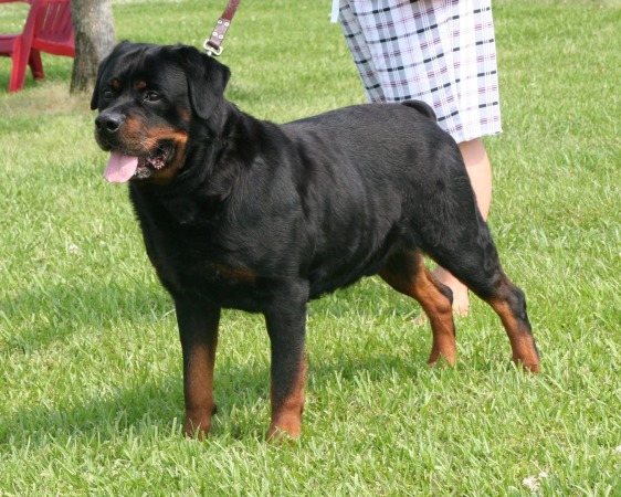 difference between german and american rottweiler