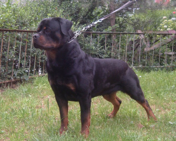 pedigree rottweiler puppies