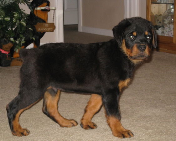 full blooded german rottweiler