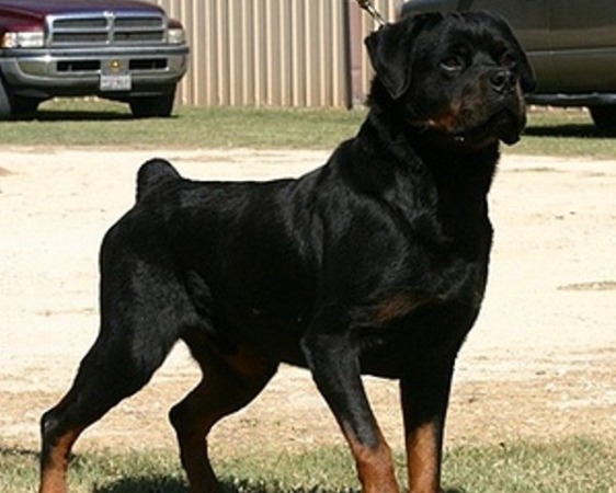 full blooded german rottweiler