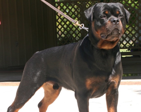 all black german rottweiler