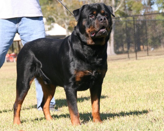 Von Warterr Rottweilers | German Rottweiler Breeder