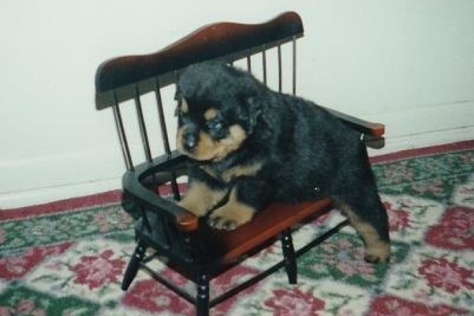 Pup on a Bench