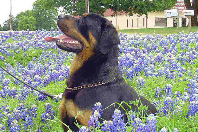 Bluebonnets