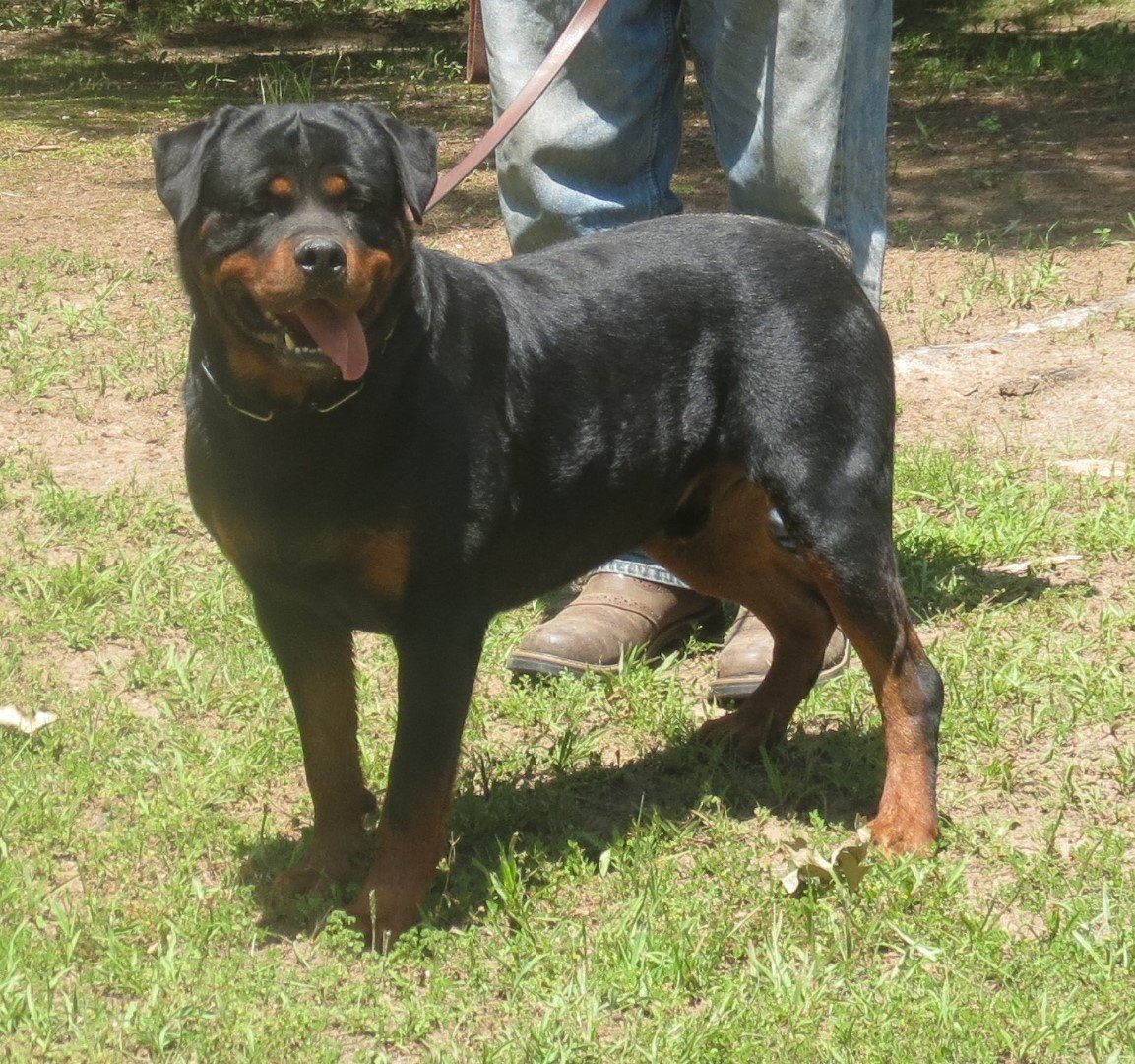 white patch on rottweiler chest