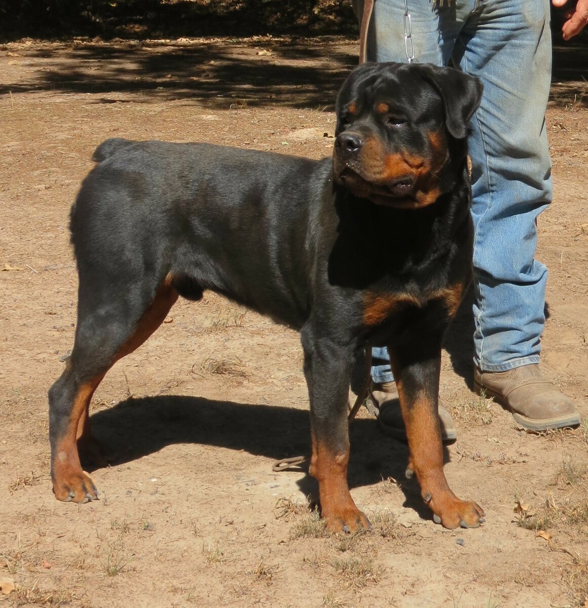 how to choose a rottweiler breeder