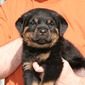 McKinley X Jock Light Blue Collar Male