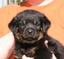 McKinley X Jock Navy Collar Male