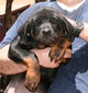 McKinley X Jock Teal Collar Female