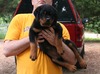 Jett X Jock Orange and Pink Collar Female