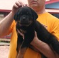 Jett X Jock Royal Blue Collar Male