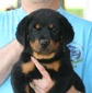 Rachel X Gunner Red with Blue Collar Female