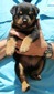 Cita X Eyck Red Collar Male