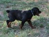 Walther Von Warterr (Teal and Orange Collar Male)