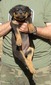 Karli X Gunner Black Dogs Collar Female