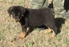 Prized Paula X Jock Brown & Orange Collar Male