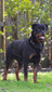 Gunny von der Moscono Ranch