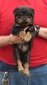 Gero X Gunny Orange Male