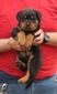 Gero X Gunny Green Male