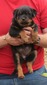 Gero X Gunny Fuchsia Female