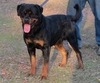 Voodoo Pop Rott (Judah)