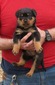 Gero X Gunny Pink & Orange Female