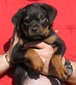 Gunner X Eta Brown Collar Female