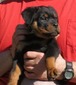 Gunner X Eta Black Collar Female