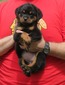 Voodoo Pop Rott X Arla von Warterr Hydrants Male