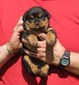 Toti X Buffy Teal & Orange Collar Female