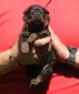 Jock X Jaeger Gray Bones Male