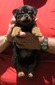 Toti X Buffy Gold Collar Male