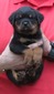 Eyck X Jaeger Black Paws Female