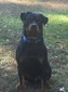 Noblehaus' Rin Tin Tin