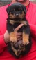 Noblehaus' Rin Tin Tin X Viva Ekland Green Kilt Male