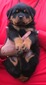 Noblehaus' Rin Tin Tin X Viva Ekland Blue Bandana Male