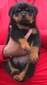 Noblehaus' Rin Tin Tin X Viva Ekland Dragon Male