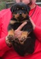 Noblehaus' Rin Tin Tin X Viva Ekland Cheetah Female