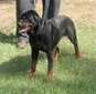 Gretchen Tochter of Dax Hauterin Des Hauses Rottweiler